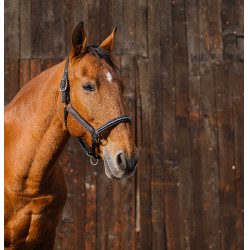 Capestro in nylon Equithème Domino Rame Marrone Capestro in nylon Equithème Domino Rame Marrone