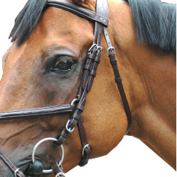 Briglia Royan Incrociata Privilege Equitazione