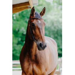 Bridon Freedom Norton Avana Marrone