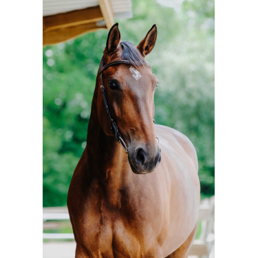 Bridon Freedom Norton Avana Marrone