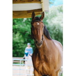 Bridon Freedom Norton Avana Marrone