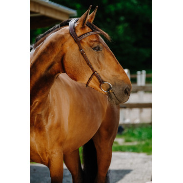 Bridon Freedom Norton Avana Marrone