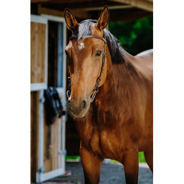 Bridon Freedom Norton Avana Marrone