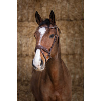 Bridon Norton Pro Miss Avana Marrone