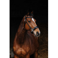 Bridon Norton Pro Hackamore Nero Bridon Norton Pro Hackamore Nero