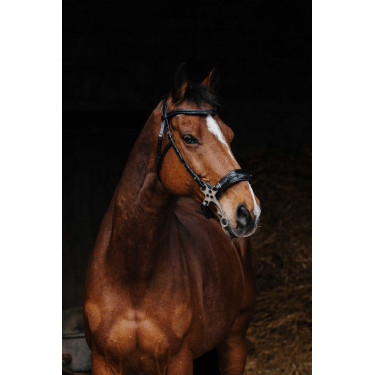 Bridon Norton Pro Hackamore Nero Bridon Norton Pro Hackamore Nero