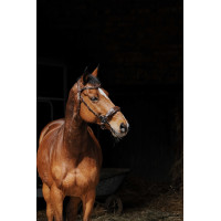 Bridon Norton Pro Hackamore Nero Bridon Norton Pro Hackamore Nero