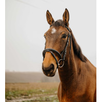 Bridon Norton Club Square Avana Marrone