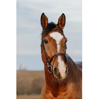 Bridon Norton Club Easy Avana Marrone