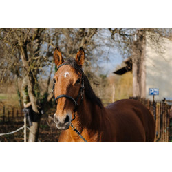 Briglia/Capestro Norton Training Nero