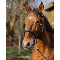 Briglia/Capestro Norton Training Nero