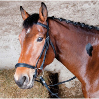 Bridon Michel Robert Tde T museruola tedesca T de T Havana scuro Marrone