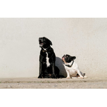 Collare e guinzaglio per cane Equithème Max