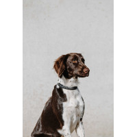 Collare per cane Equithème Nala Nero