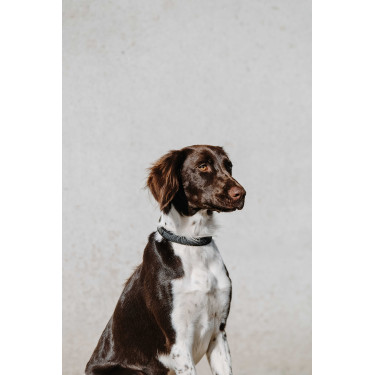 Collare per cane Equithème Nala Nero