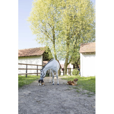 Collare in cuoio Diego & Louna per cane Naturale Marrone Collare in cuoio Diego & Louna per cane Naturale Marrone