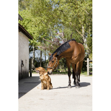 Collare in cuoio Diego & Louna per cane Naturale Marrone Collare in cuoio Diego & Louna per cane Naturale Marrone