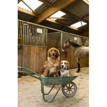 Collare in nylon Diego & Louna per cane Collare in nylon Diego & Louna per cane