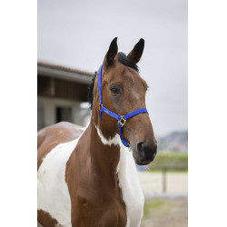 Capestro in nylon doppio spessore con chiusure a fibbia Norton Blu reale Capestro in nylon doppio spessore con chiusure a fibbia Norton Blu reale