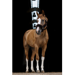 Capezzina Equithème Teddy Nero / marrone