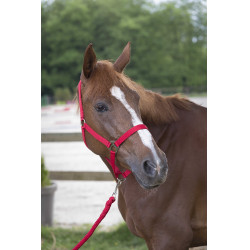 Set cavezza e lunghina Club Rosso Set cavezza e lunghina Club Rosso