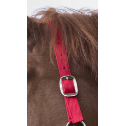 Set cavezza e lunghina Club Rosso Set cavezza e lunghina Club Rosso