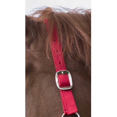 Set cavezza e lunghina Club Rosso Set cavezza e lunghina Club Rosso