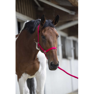 Set cavezza e lunghina Club Fucsia Rosa