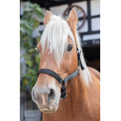 Capezzina Norton Cavallo da Tiro Capezzina Norton Cavallo da Tiro