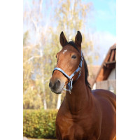 Capestro in nylon Spring Equithème Blu Capestro in nylon Spring Equithème Blu