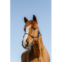 Capezza etologica Norton Glim Blu royal / oro