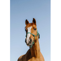 Capezza etologica Norton Glim Verde chiaro / argento