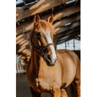 Capezza Norton US Avana Marrone