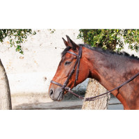 Hackamore Bitless T de T Havana scuro Marrone Hackamore Bitless T de T Havana scuro Marrone