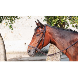 Hackamore Bitless T de T Havana scuro Marrone