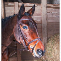 Briglia Klimt T de T capezzina combinata Havana scuro Marrone Briglia Klimt T de T capezzina combinata Havana scuro Marrone