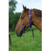 Capestro in nylon foderato in cuoio Norton Nero