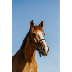 Capestro etologico Norton Zary Marrone Capestro etologico Norton Zary Marrone