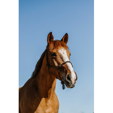 Capestro etologico Norton Zary Marrone Capestro etologico Norton Zary Marrone