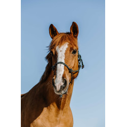 Capestro etologico Norton Zary Verde scuro Capestro etologico Norton Zary Verde scuro