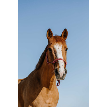 Capestro etologico Norton Zary Rosa antico