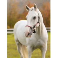 Capezza LeMieux Ropella Cranberry Capezza LeMieux Ropella Cranberry