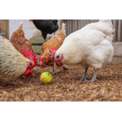 Palla snack Kerbl Hobbyfarming Giallo Palla snack Kerbl Hobbyfarming Giallo