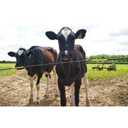 Barra di ricambio Electro Gate AKO Nero