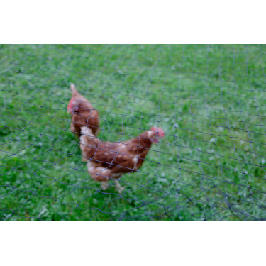 Rete di protezione per pollame AKO Nero Rete di protezione per pollame AKO Nero