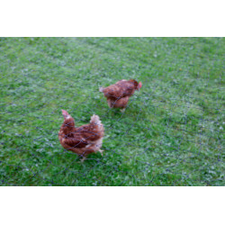 Rete di protezione per pollame AKO Nero Rete di protezione per pollame AKO Nero