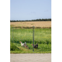 Rete per pollame Premium AKO Verde Rete per pollame Premium AKO Verde