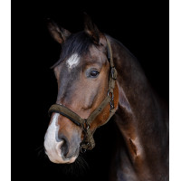 Capezzina Waldhausen St. Gallen Marrone verde