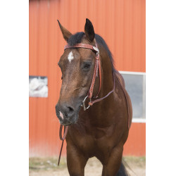 Bridon Randol'S Due Uno