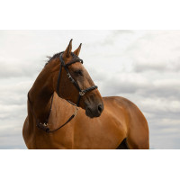 Longe Norton Rando Longe Norton Rando